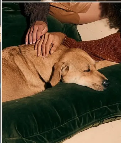 A dog asleep on a green velvet cushion
